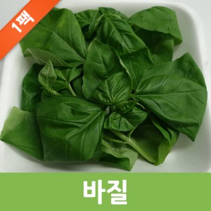 바질 1팩/바질잎/바질생잎/100g,500g,1kg