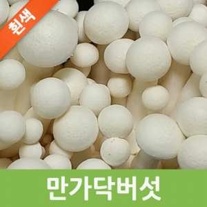 흰색 백만송이 버섯